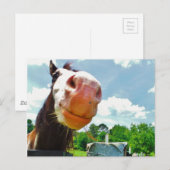 Carte Postale Cheval souriant (Devant / Derrière)