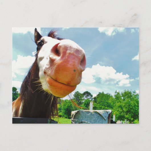 Carte Postale Cheval souriant (Devant)
