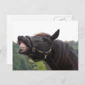 Carte Postale cheval souriant (Devant / Derrière)
