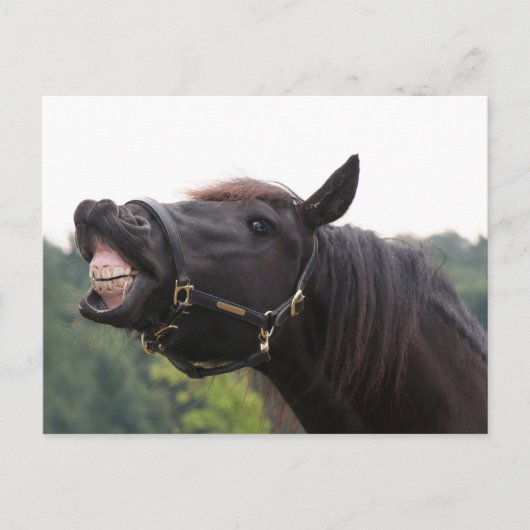 Carte Postale cheval souriant (Devant)