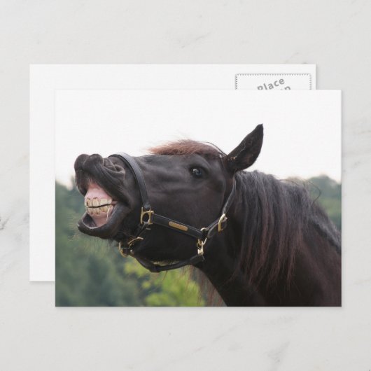 Carte Postale cheval souriant (Devant / Derrière)
