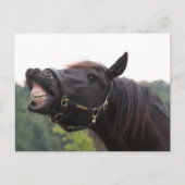 Carte Postale cheval souriant (Devant)