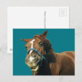 Carte Postale Cheval souriant (Devant / Derrière)