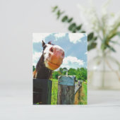 Carte Postale Cheval souriant (Debout devant)