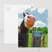 Carte Postale Cheval souriant (Devant / Derrière)