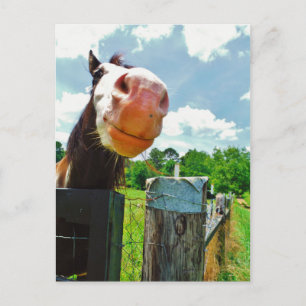 Carte Postale Cheval souriant