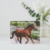 Carte postale Cheval standard (Debout devant)