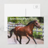 Carte postale Cheval standard (Devant / Derrière)