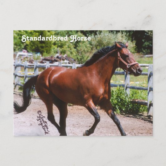 Carte postale Cheval standard (Devant)