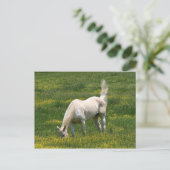 Carte Postale Cheval surpris (Debout devant)