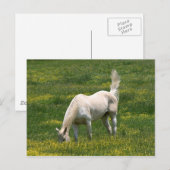 Carte Postale Cheval surpris (Devant / Derrière)