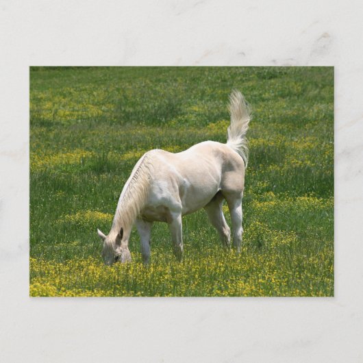 Carte Postale Cheval surpris (Devant)