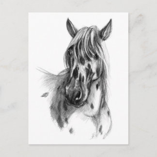Carte Postale Cheval tacheté léopard sk sk127