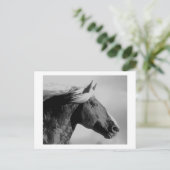 Carte Postale Cheval Tête Noir & Blanc (Debout devant)