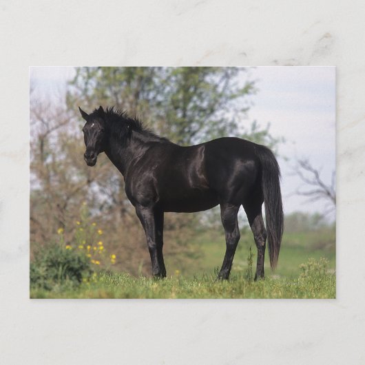 Carte Postale Cheval Thoroughbred debout (Devant)