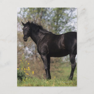Carte Postale Cheval Thoroughbred debout