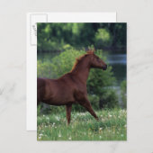 Carte Postale Cheval Thoroughbred debout en fleurs (Devant / Derrière)