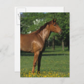 Carte Postale Cheval Thoroughbred en Fleurs (Devant / Derrière)