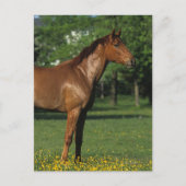 Carte Postale Cheval Thoroughbred en Fleurs (Devant)