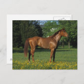 Carte Postale Cheval Thoroughbred en Fleurs (Devant / Derrière)