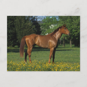 Carte Postale Cheval Thoroughbred en Fleurs