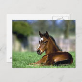 Carte Postale Cheval Thoroughbred | Irlande (Devant / Derrière)