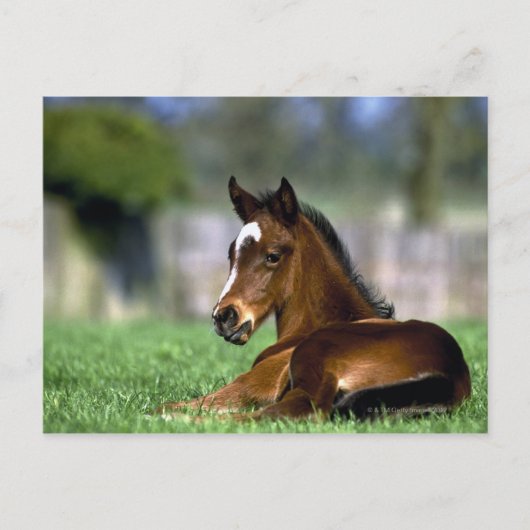 Carte Postale Cheval Thoroughbred | Irlande (Devant)