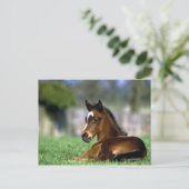 Carte Postale Cheval Thoroughbred | Irlande (Debout devant)