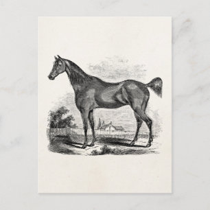 Carte Postale Cheval Thoroughbred vintage équestre personnalisé