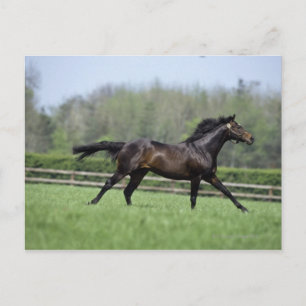 Carte Postale Cheval Thoroughbreds, Wassl 1988,