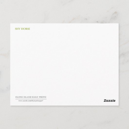 Carte Postale Cheval timide (Dos)