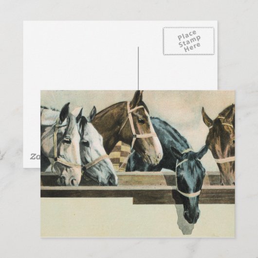 Carte postale Cheval Together (Devant / Derrière)