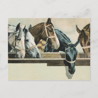 Carte postale Cheval Together