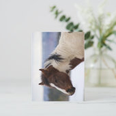 Carte Postale Cheval Tri Coloré (Debout devant)