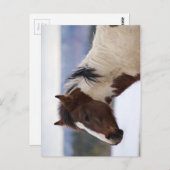 Carte Postale Cheval Tri Coloré (Devant / Derrière)