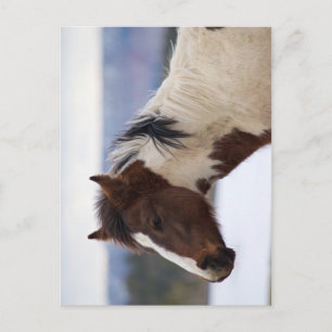 Carte Postale Cheval Tri Coloré
