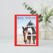 Carte Postale Cheval Valentin IV (Debout devant)