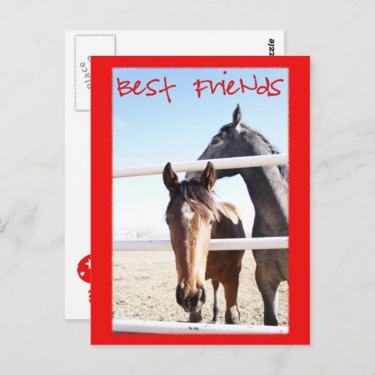 Carte Postale Cheval Valentin IV (Devant / Derrière)