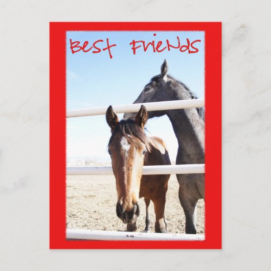 Carte Postale Cheval Valentin IV (Devant)