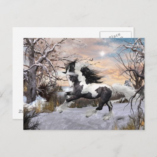 Carte postale Cheval Vanner Gypsy (Devant / Derrière)