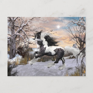 Carte postale Cheval Vanner Gypsy