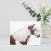 Carte postale Cheval Vanner Gypsy (Debout devant)