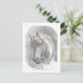 Carte Postale Cheval vintage (Debout devant)