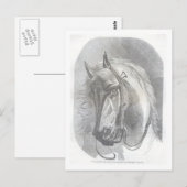 Carte Postale Cheval vintage (Devant / Derrière)