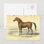 Carte Postale Cheval vintage Imprimer Jardine 1838 Filley (Devant / Derrière)