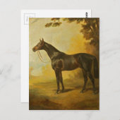 Carte Postale Cheval vintage Thoroughbred (Devant / Derrière)