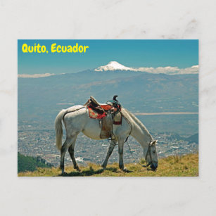 Carte Postale Cheval & volcan, Quito, Equateur