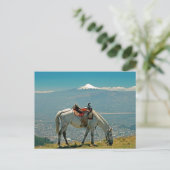 Carte Postale Cheval & volcan, Quito, Equateur (Debout devant)