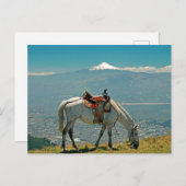 Carte Postale Cheval & volcan, Quito, Equateur (Devant / Derrière)