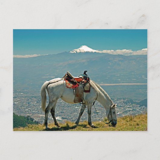 Carte Postale Cheval & volcan, Quito, Equateur (Devant)